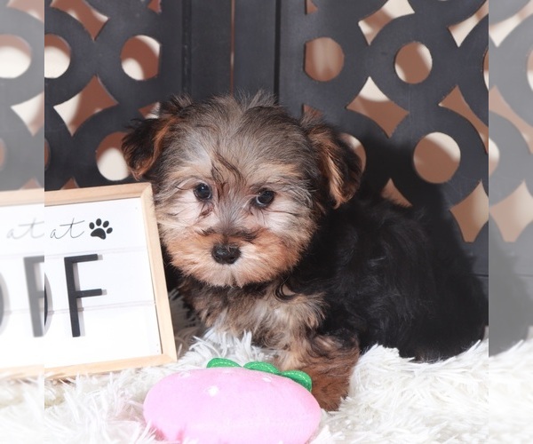 Medium Photo #2 YorkiePoo Puppy For Sale in MOUNT VERNON, OH, USA