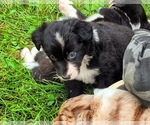 Puppy Blue Jay Border-Aussie