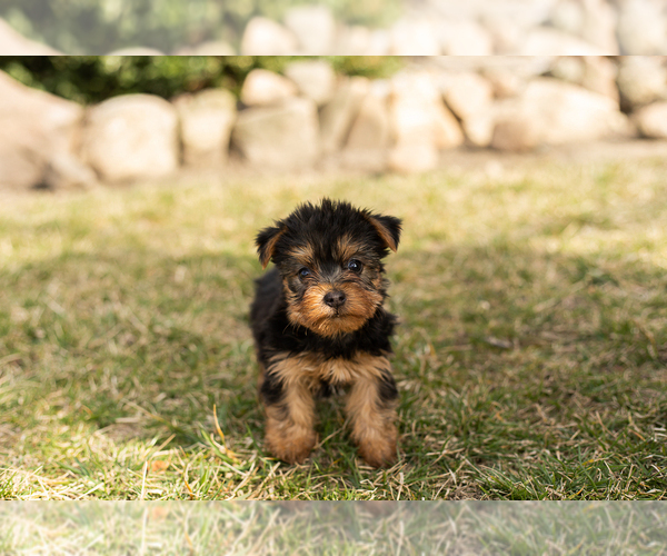 Medium Photo #3 Yorkshire Terrier Puppy For Sale in MILLERSBURG, IN, USA