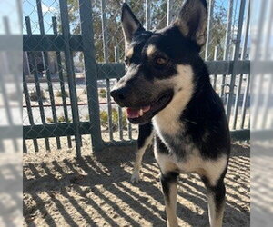 German Shepherd Dog Dogs for adoption in Riverside, CA, USA