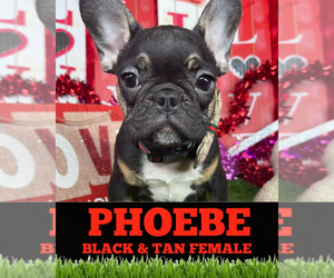 French Bulldog Puppy for sale in ORLANDO, FL, USA