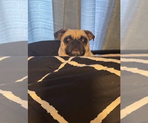 Mother of the Pug puppies born on 06/10/2025