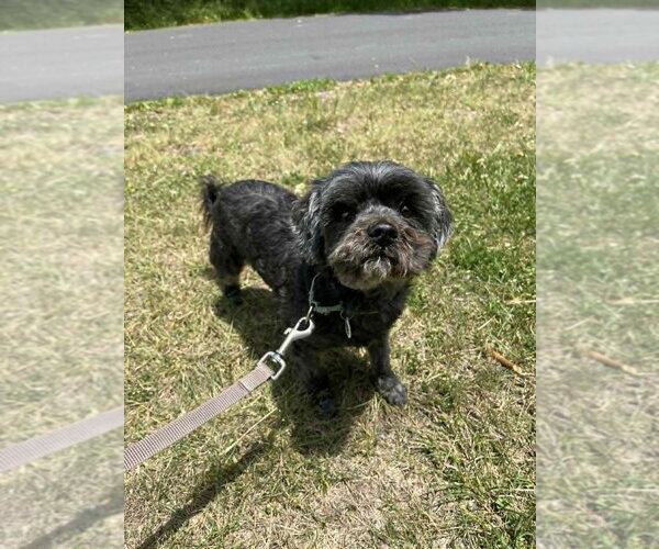 Medium Photo #9 Mutt Puppy For Sale in Candler, NC, USA