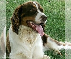 Father of the English Springer Spaniel puppies born on 10/21/2023