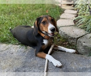Mother of the Beagle puppies born on 08/30/2025