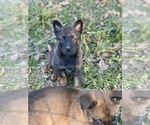 Small Photo #4 Belgian Malinois Puppy For Sale in HAMPSHIRE, TN, USA