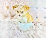 Image preview for Ad Listing. Nickname: cute puppy