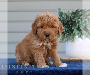 Goldendoodle (Miniature) Puppy for sale in NARVON, PA, USA