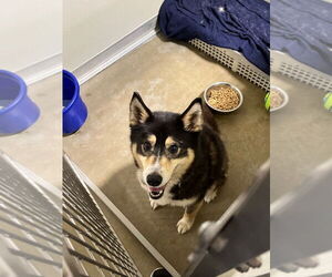 Australian Shepherd-Huskies Mix Dogs for adoption in Pierceton , IN, USA