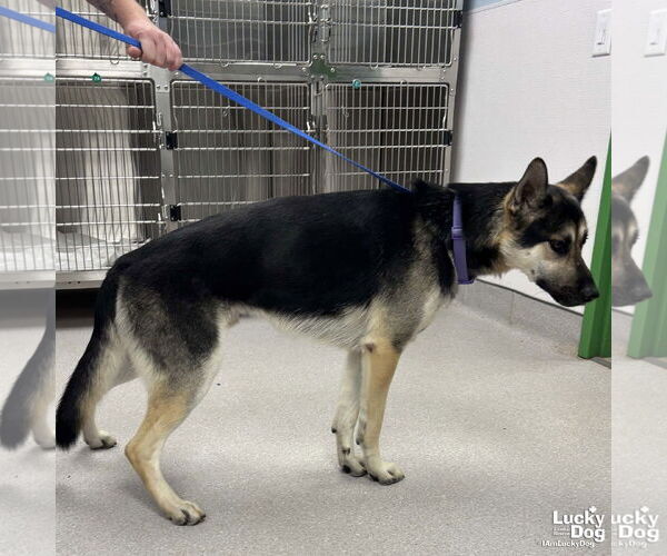 Medium Photo #2 German Shepherd Dog-Unknown Mix Puppy For Sale in Washington, DC, USA