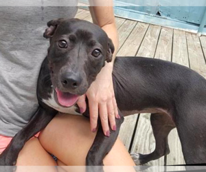 Labrador Retriever-Unknown Mix Dogs for adoption in Murfreesboro, NC, USA