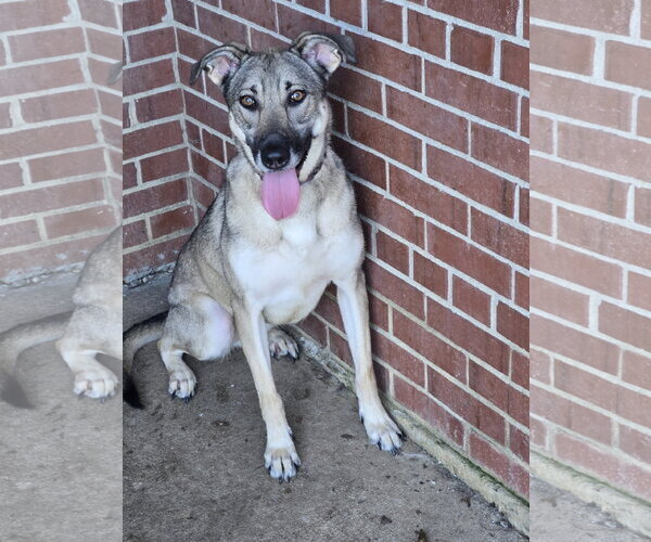 Medium Photo #4 Mutt Puppy For Sale in Bardstown, KY, USA