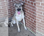 Small #3 Mutt