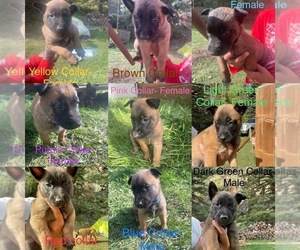 Belgian Malinois Puppy for sale in PEYTON, CO, USA