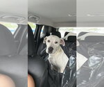 Small Photo #3 Great Dane-Labrador Retriever Mix Puppy For Sale in Miami, FL, USA