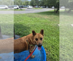 Newton - Male Mutt Dog for Adoption - Photo #4