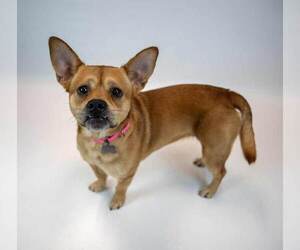 Wanda - Female Bulldog-Unknown Mix Dog for Adoption - Photo #6
