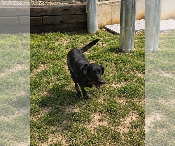 Medium Photo #3 Labrador Retriever-Unknown Mix Puppy For Sale in Thomasville, NC, USA