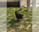 Small #2 Labrador Retriever Mix