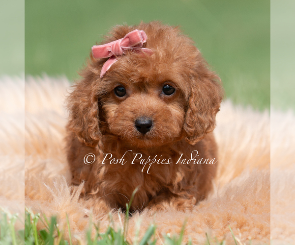 Medium Photo #88 Maltipoo (Miniature) Puppy For Sale in WARSAW, IN, USA