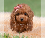 Small Photo #88 Maltipoo (Miniature) Puppy For Sale in WARSAW, IN, USA