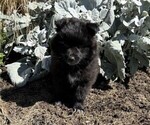 Small #2 Pomeranian