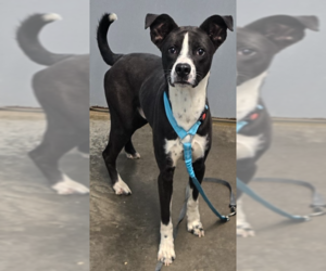 Banjo Bandit - Male Mutt Dog for Adoption - Photo #4