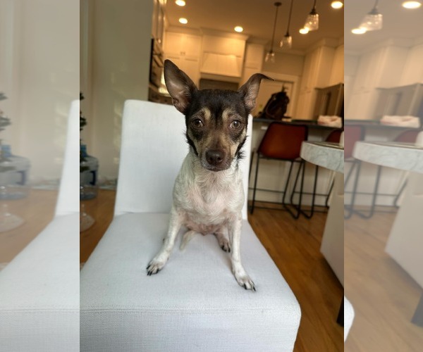 Medium Photo #8 Chihuahua-Unknown Mix Puppy For Sale in Tampa, FL, USA