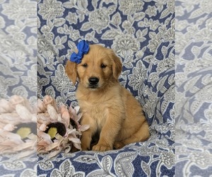 Golden Retriever Puppy for sale in CHRISTIANA, PA, USA