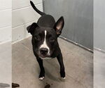 Small American Bulldog Mix