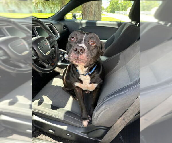 Medium Photo #1 American Pit Bull Terrier Puppy For Sale in Ocala, FL, USA