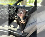 Small American Pit Bull Terrier