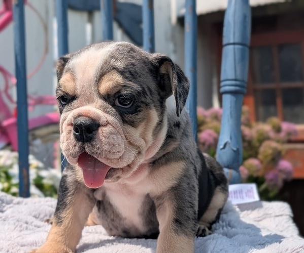 Medium Photo #3 English Bulldog Puppy For Sale in GOSHEN, IN, USA