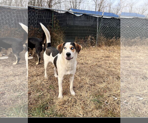 Medium Photo #6 Labrador Retriever-Treeing Walker Coonhound Mix Puppy For Sale in Tracy City, TN, USA