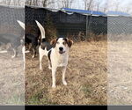 Small Photo #6 Labrador Retriever-Treeing Walker Coonhound Mix Puppy For Sale in Tracy City, TN, USA