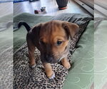 Small #1 Chihuahua Mix