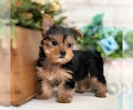 Small Photo #8 Yorkshire Terrier Puppy For Sale in SAN FRANCISCO, CA, USA