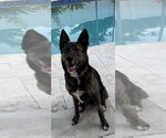Small #6 German Shepherd Dog-Holland Shepherd Mix