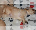 Small Photo #5 Golden Retriever Puppy For Sale in POULSBO, WA, USA