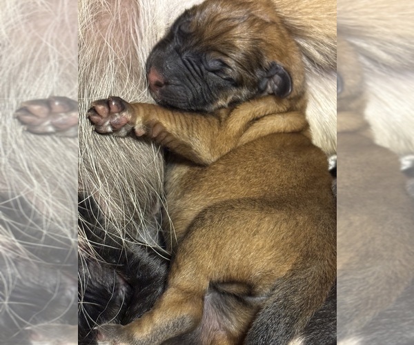 Medium Photo #1 German Shepherd Dog Puppy For Sale in WINONA, MN, USA