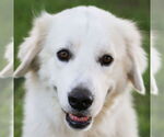 Small Great Pyrenees