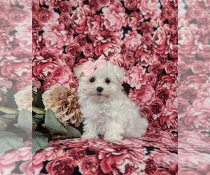 Maltese Puppy for sale in OXFORD, PA, USA