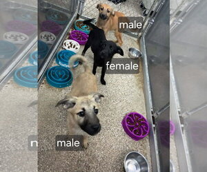 German Shepherd Dog-Unknown Mix Dogs for adoption in Martinsburg, WV, USA