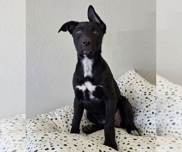 Medium Photo #9 German Shepherd Dog-Unknown Mix Puppy For Sale in Lakewood, CO, USA