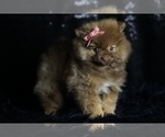 Small Photo #94 Pomeranian Puppy For Sale in WARSAW, IN, USA