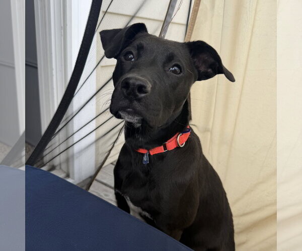 Medium Photo #2 Labrador Retriever-Unknown Mix Puppy For Sale in Fargo, ND, USA
