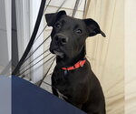 Small #1 Labrador Retriever Mix