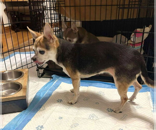 Medium Photo #7 Chihuahua-Unknown Mix Puppy For Sale in Boonton, NJ, USA