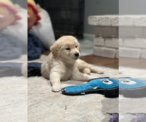 Golden Retriever Puppy for sale in LIVERMORE, CA, USA