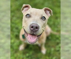 American Pit Bull Terrier-Unknown Mix Dogs for adoption in Clarkston, MI, USA